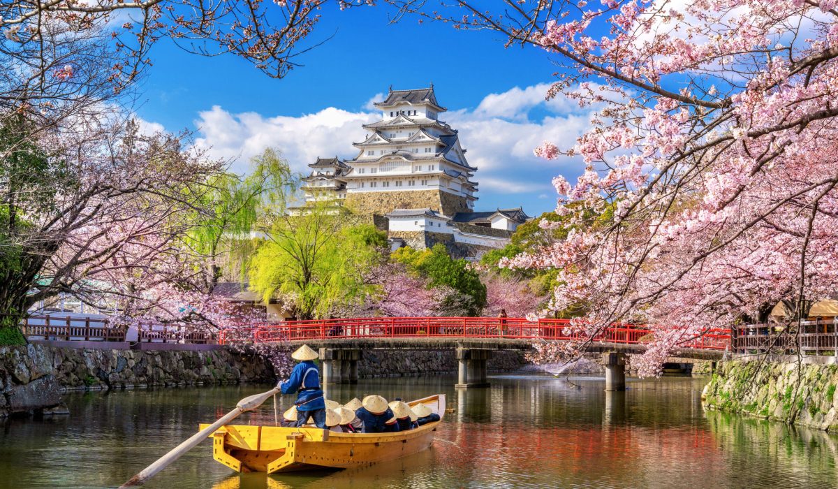 Cherry blossoms and castle in Himeji, Japan.